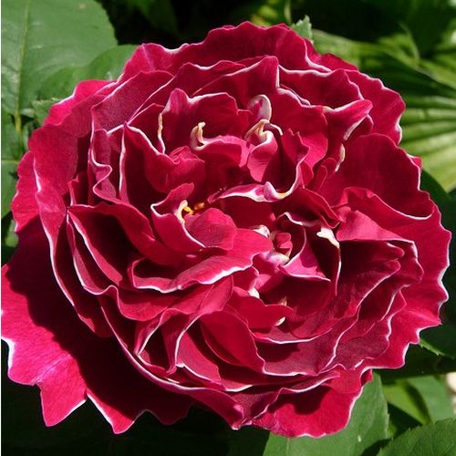 E-commerce, vendita, rose, in, vaso rose ibridi perenni - rosso - bianco - Rosa Baron Girod de l'Ain - rosa intensamente profumata - Reverchon - Una rosa che fa parte di ogni collezione.